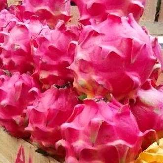 

buah naga merah 500gr