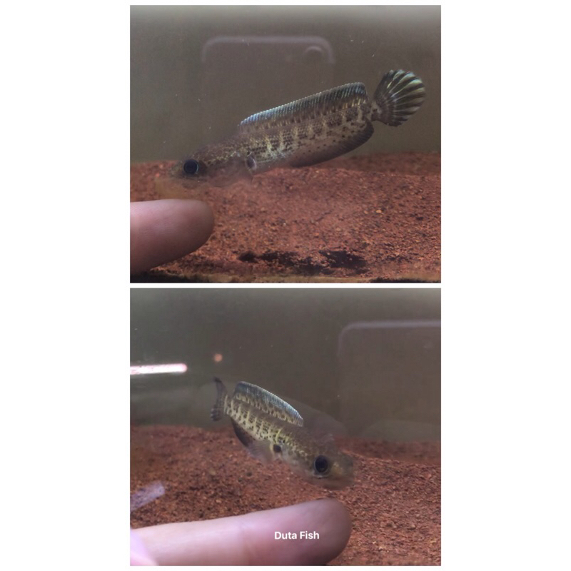 Baby Auranti CB 6-7 cm flaring tangan