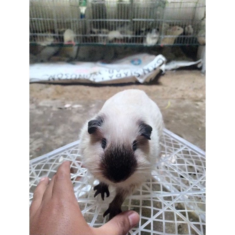 marmut hias Guinea pig American white california