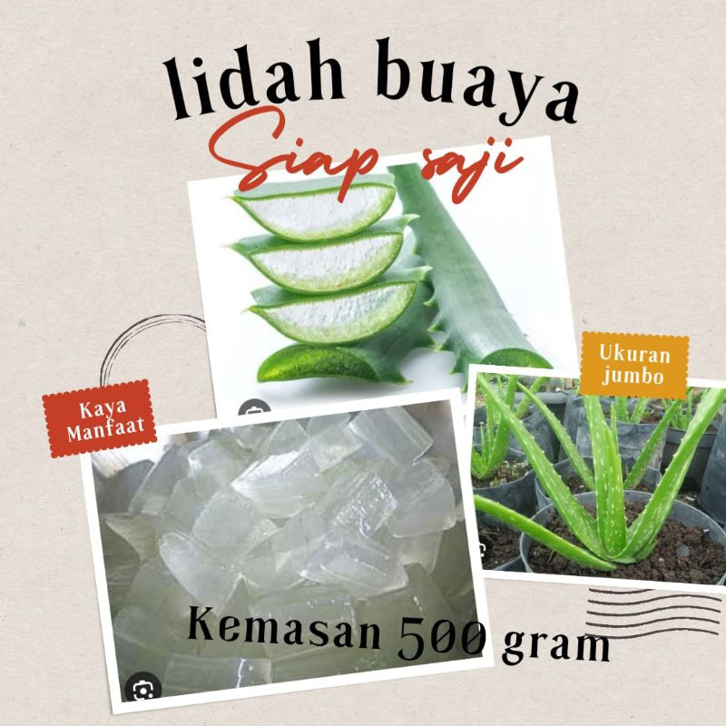 

lidah buaya siap saji