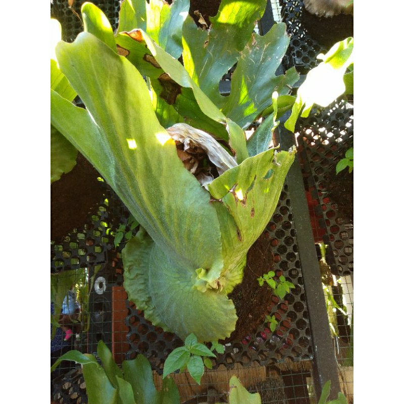 platycerium / kesimbar grande rawatan kondisi subur