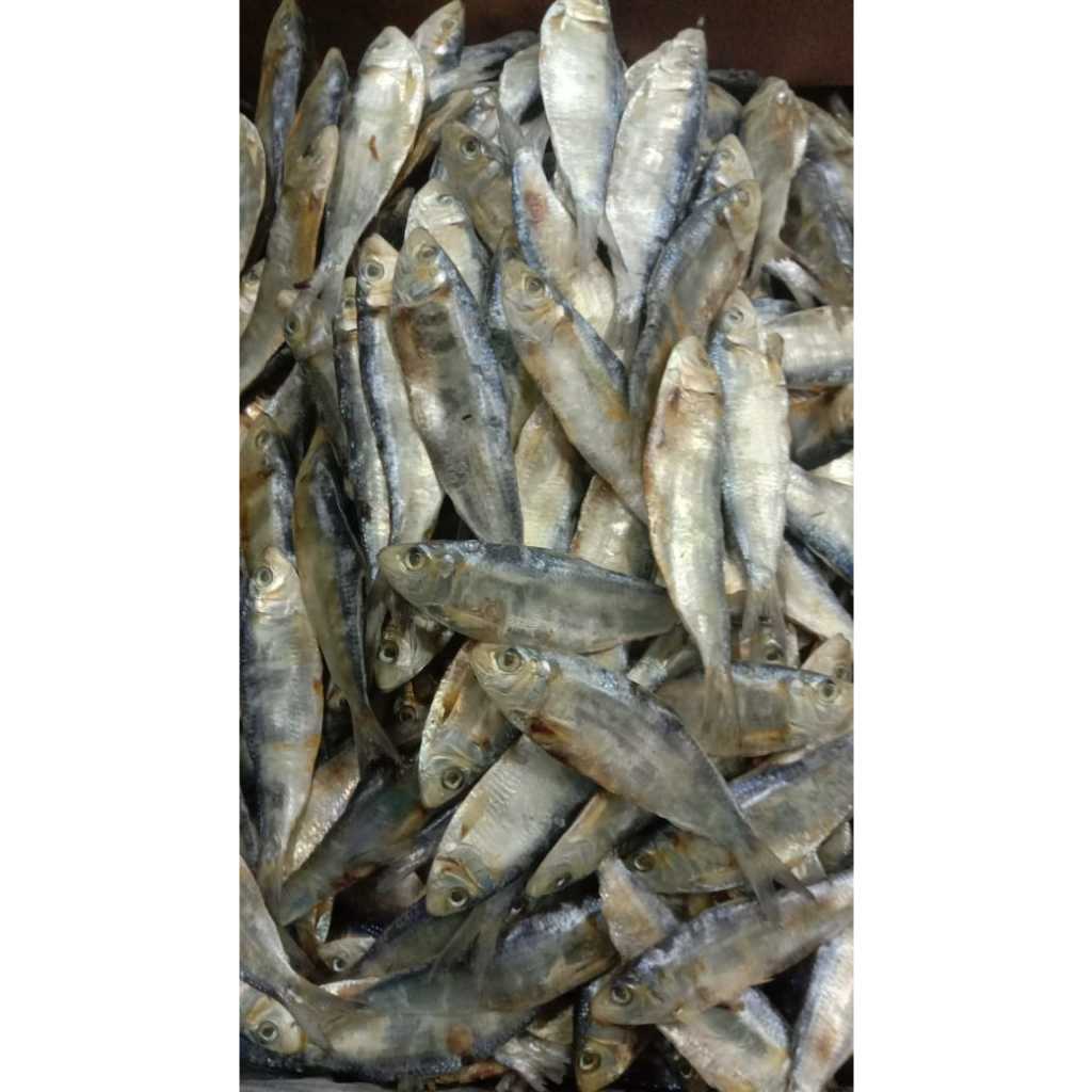 

Ikan Tembang - 1kg