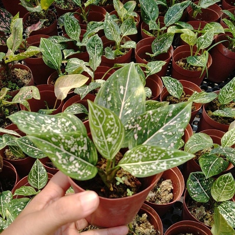 Aglonema siti nurhaliza engkel/siti nurhaliza baby