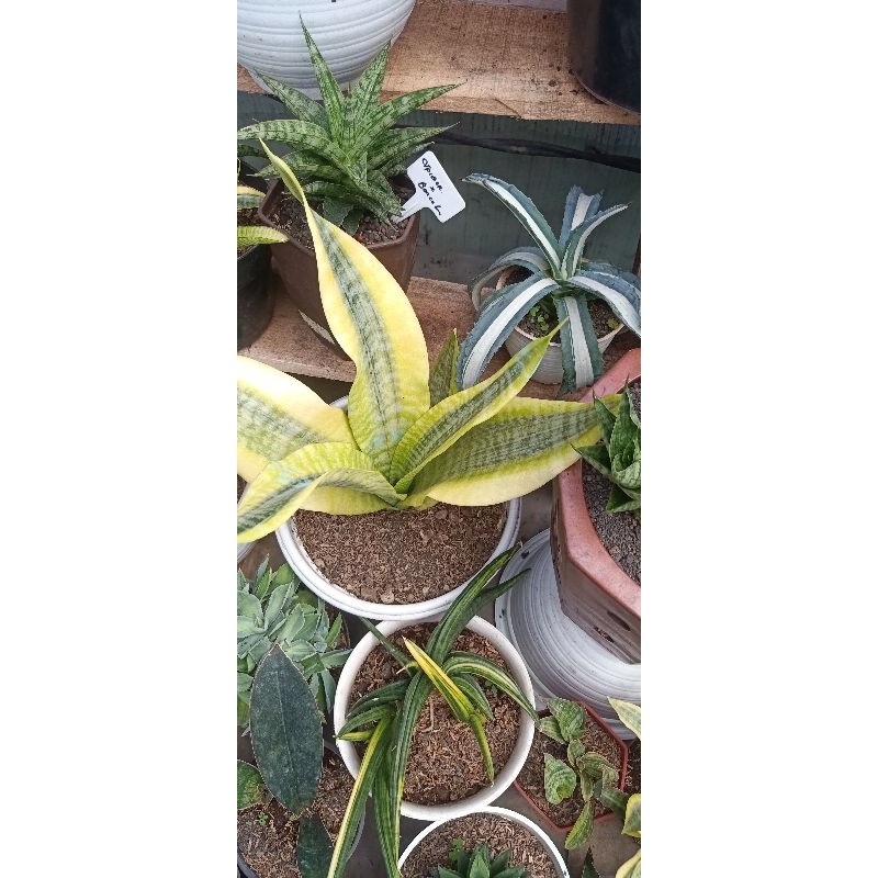 sansevieria mutasi superba. simplek