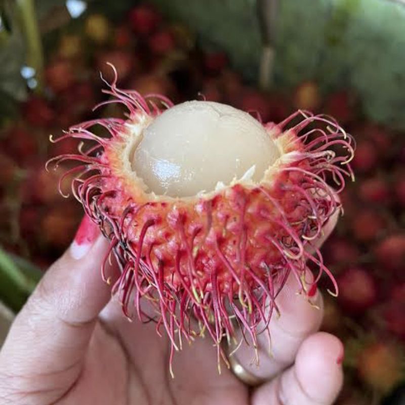 

Buah rambutan Binjai