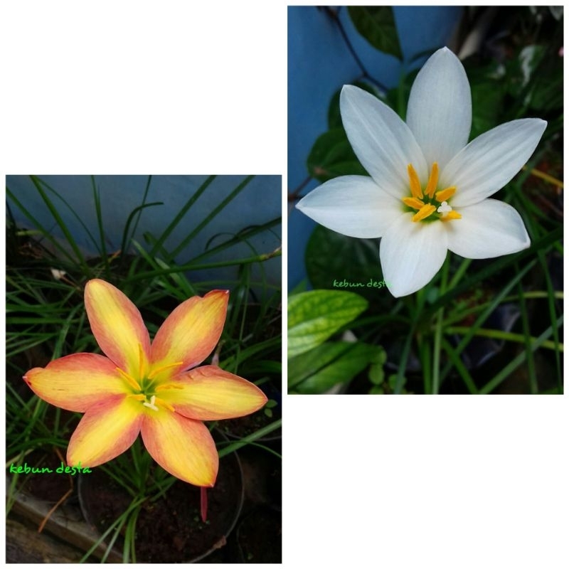 Paket hemat rain lily crimson sunset dan rain lily putih