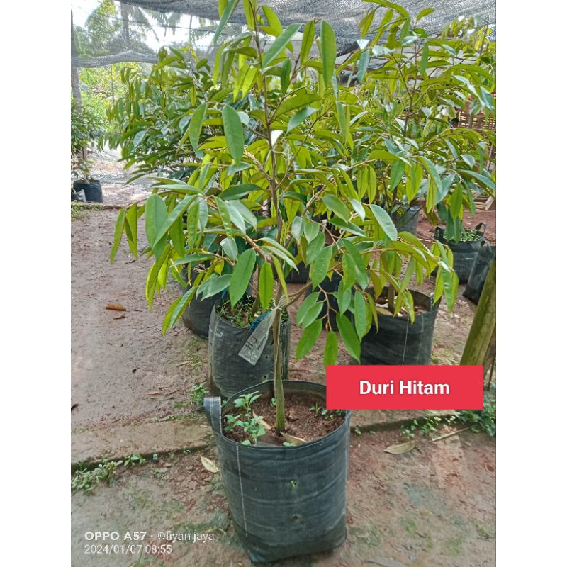BIBIT DURIAN DURI HITAM 1 Meter