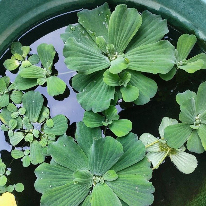 tanaman air kapu kapu atau apu apu segar sudah berakar lebat