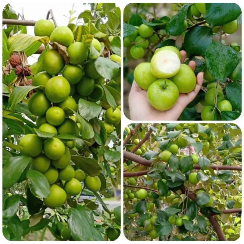 Pohon Apel Putsa - Bibit Apel Putsa