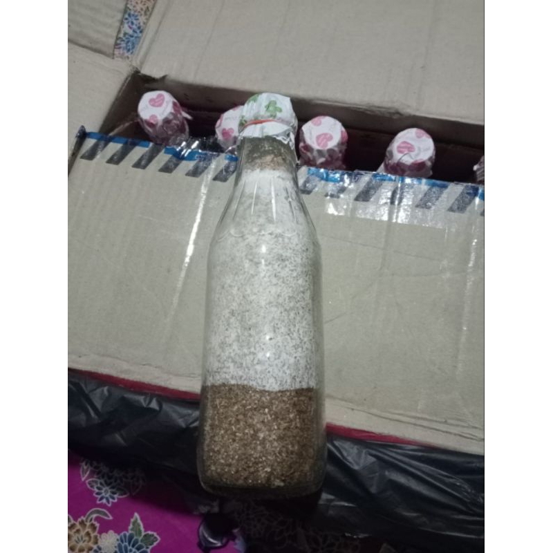 10 botol bibit f2 jamur tiram putih | bibit jamur tiram