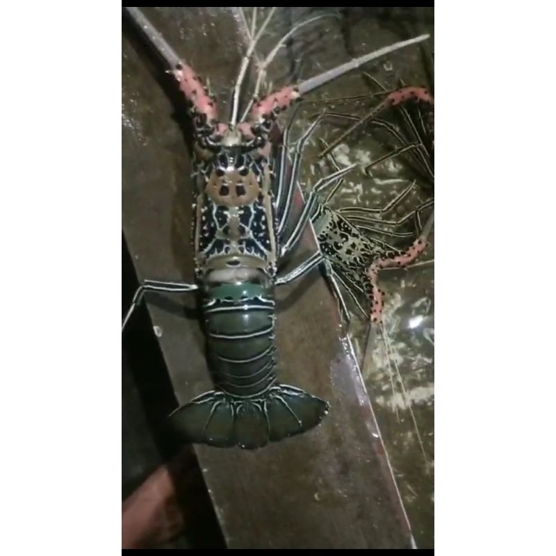 lobster hidup uk 3ons--4.5ons