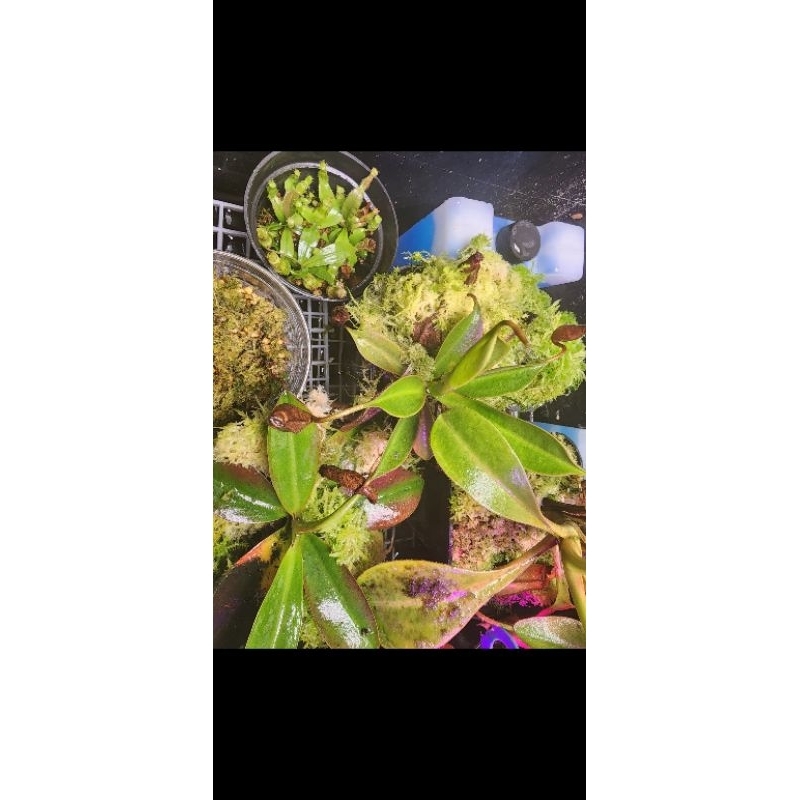 NEPENTHES MAXIMA X RAMISPINA BE