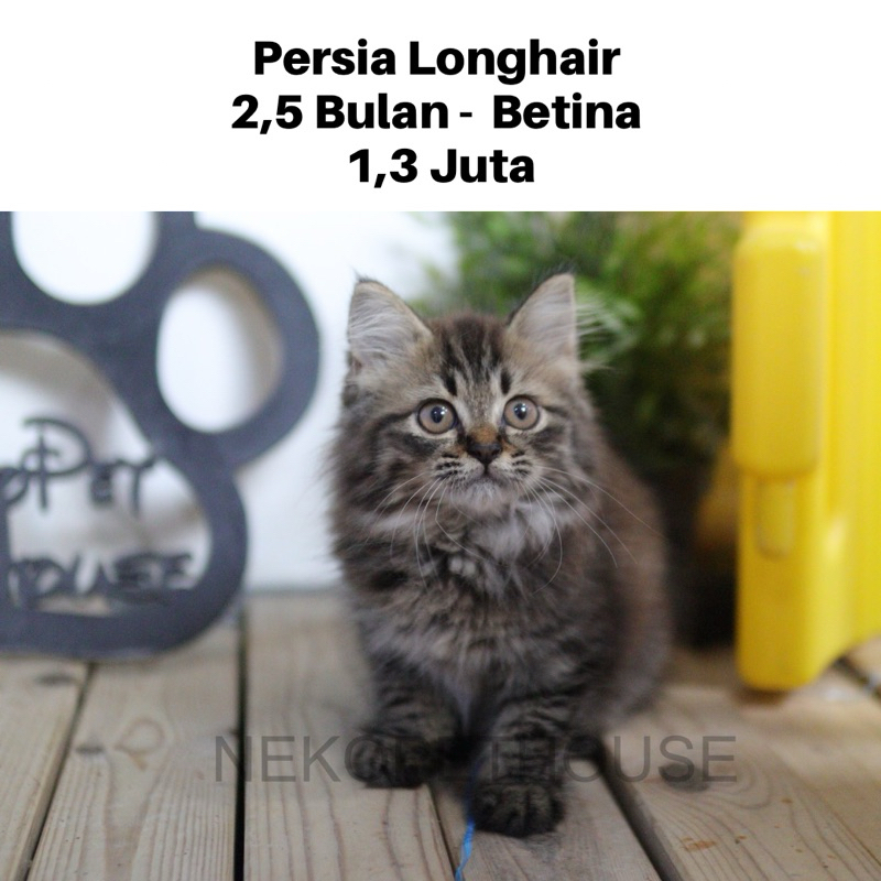 Persia Longhair Kitten Anak Kucing Lucu Gemas