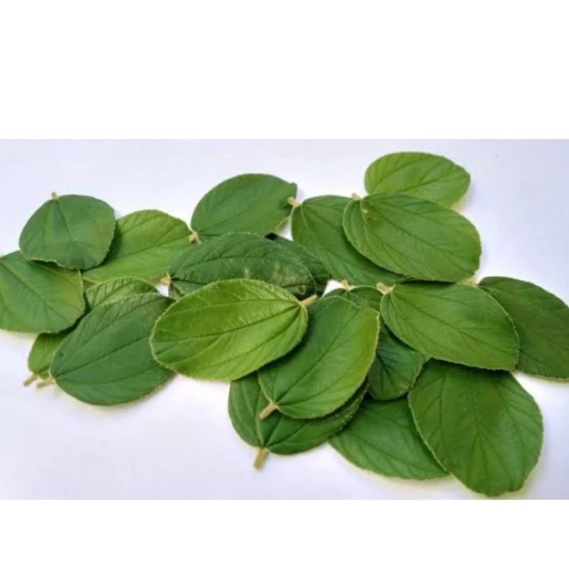 

daun bidara arab asli 100%