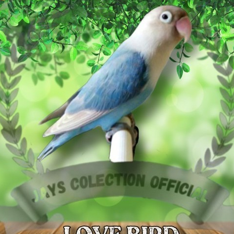 Burung Lovebird Pastel Biru