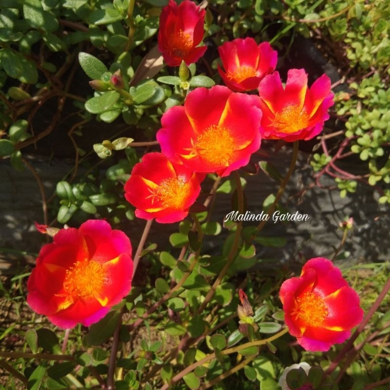 Krokot import duna BIG SIAM RED MG / mossrose / tanaman hias pukul 9