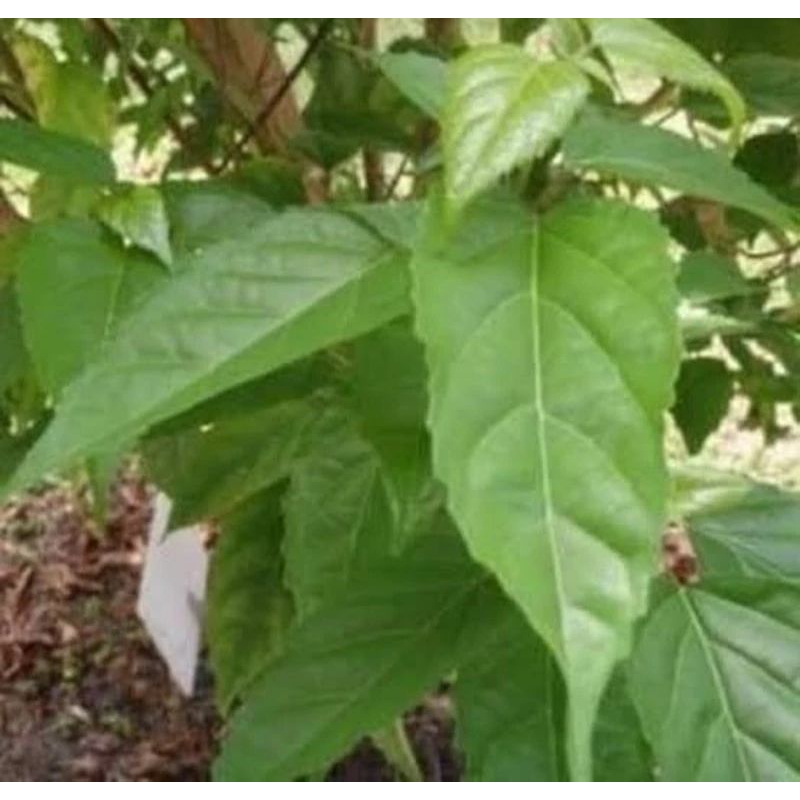 

DAUN SINGKIL,DAUN BUAS BUAS,DAUN HERBAL MURAH 100G