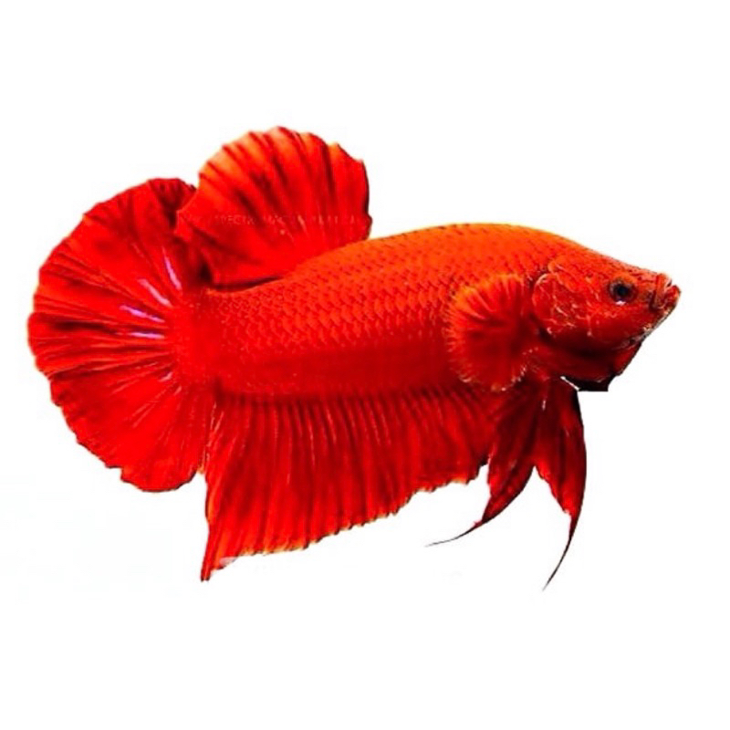 cupang plakat super red merah merona