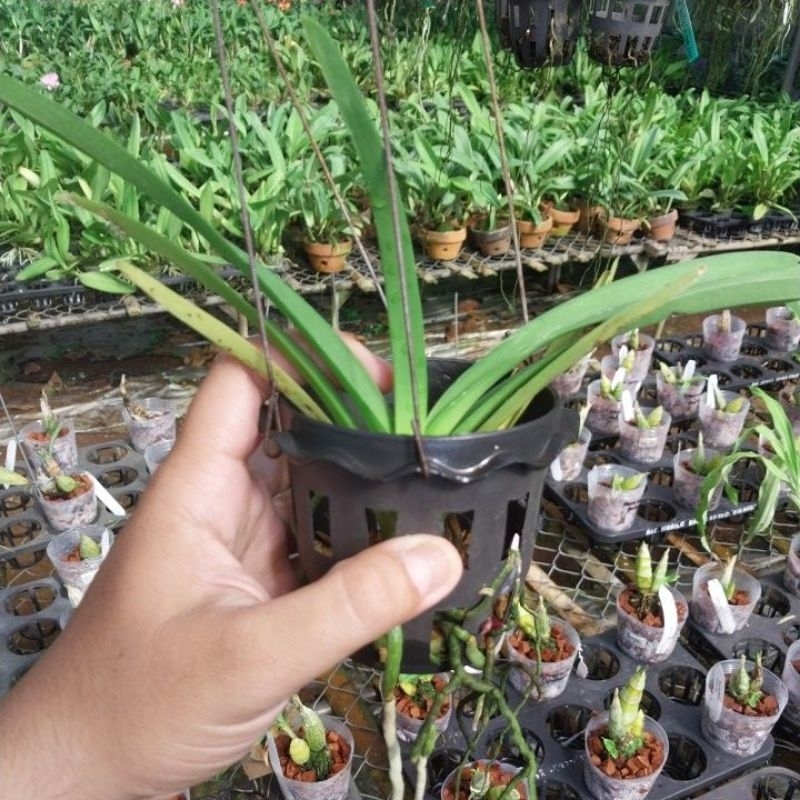 anggrek vanda remaja