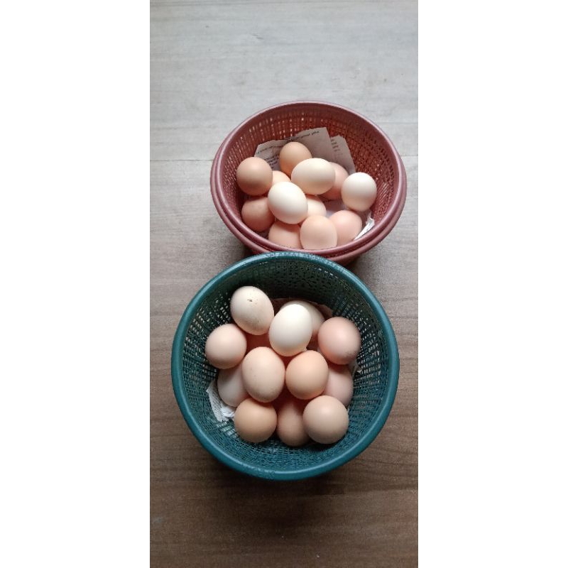 

paket telur tetas black permud 2 (bp2) atu bp3 atau golden permud, 20 butir