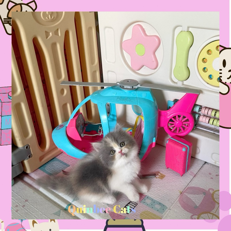 Kucing Persia Flatnose Betina Dilute Calico