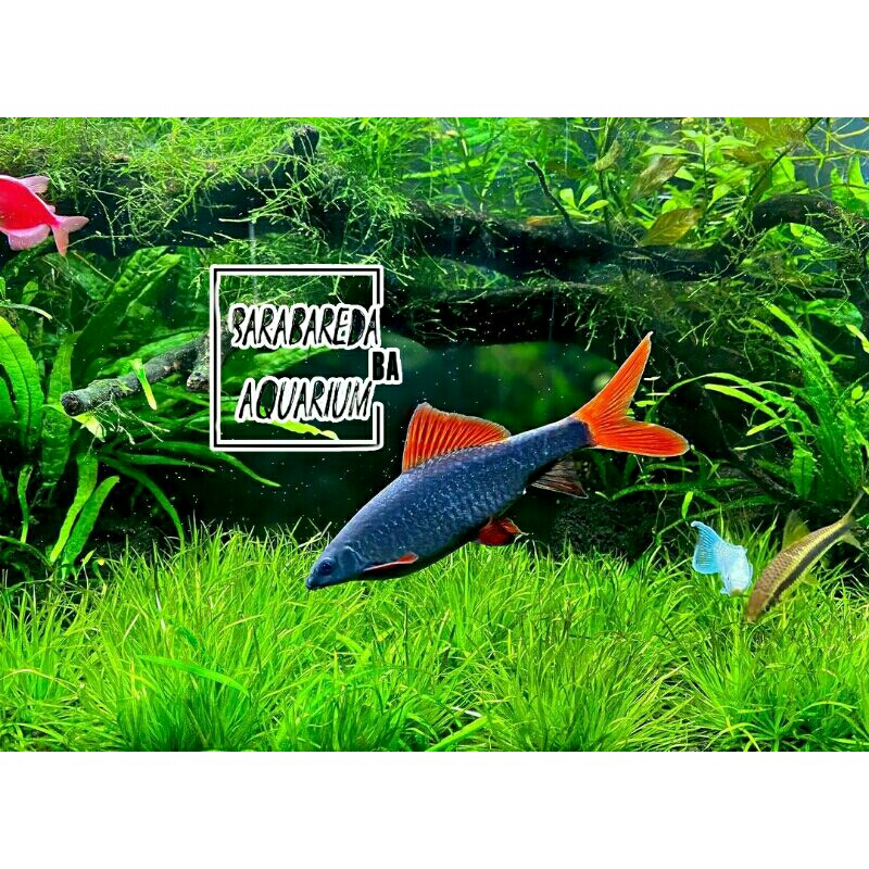ikan redfind rainbow ikan pembersih