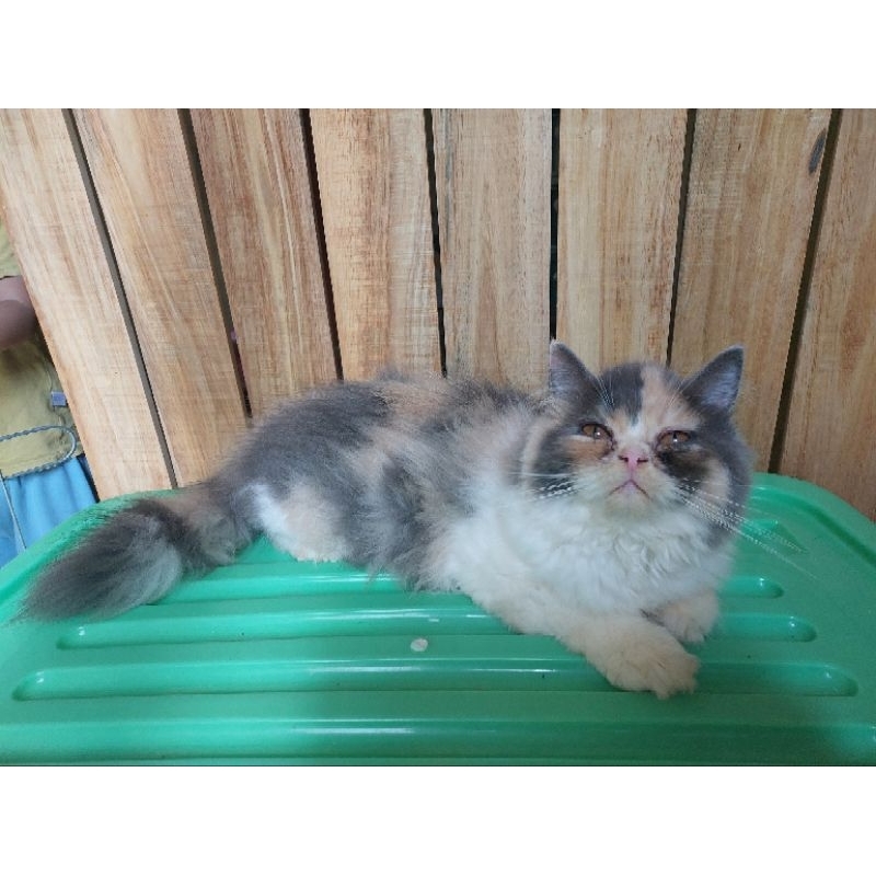 Calico Flatnose