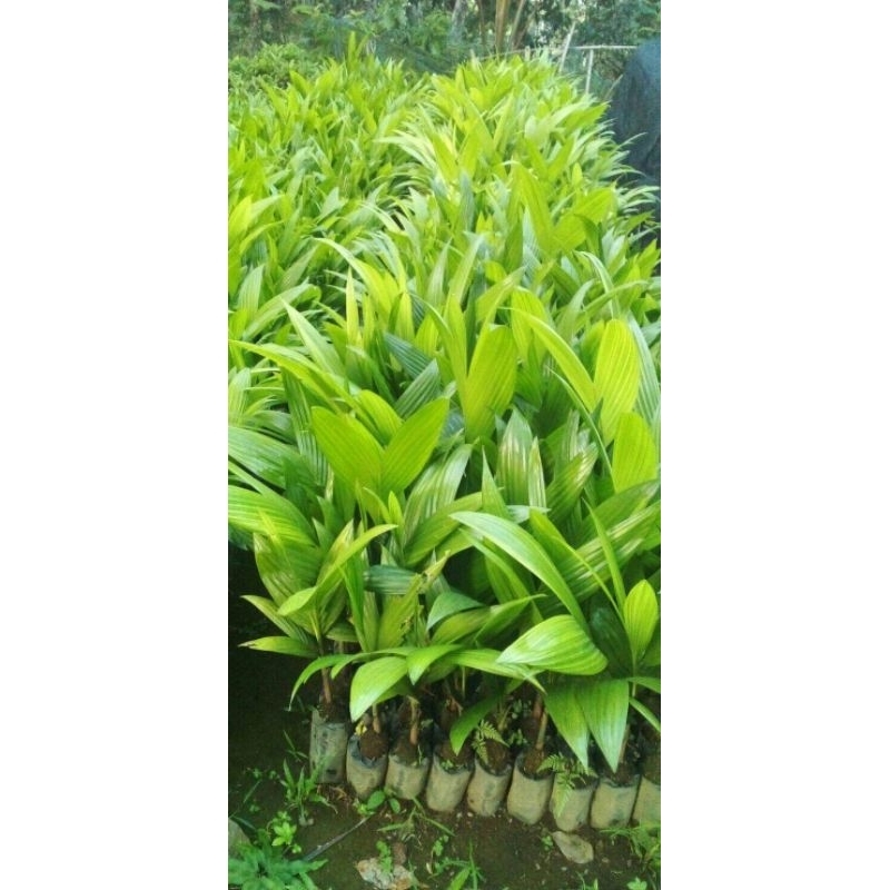 Bibit Pohon Pinang Betara Dewasa Kualitas Unggul Siap Tanam