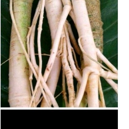 

akar pepaya akar herbal pepaya 500