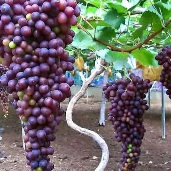 Bibit Anggur Jupiter genjah Cepat Berbuah