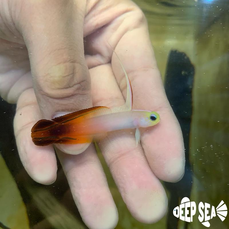 Ikan Hias Air Laut Roket Anten Merah