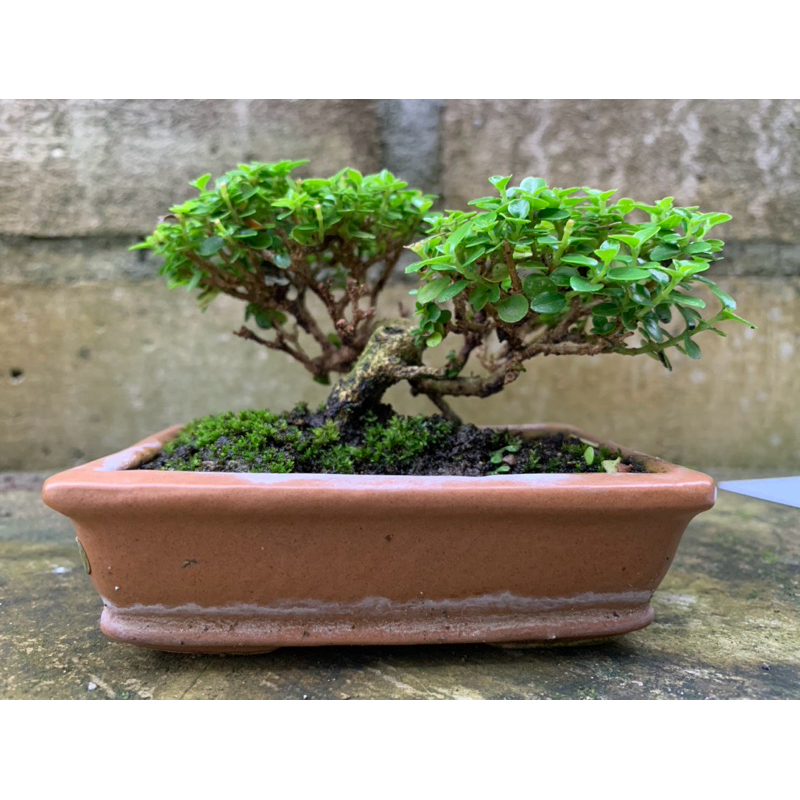 Bonsai Sancang Mini Mame Kecil Shito Real Picture Gambar Asli Siap pajang