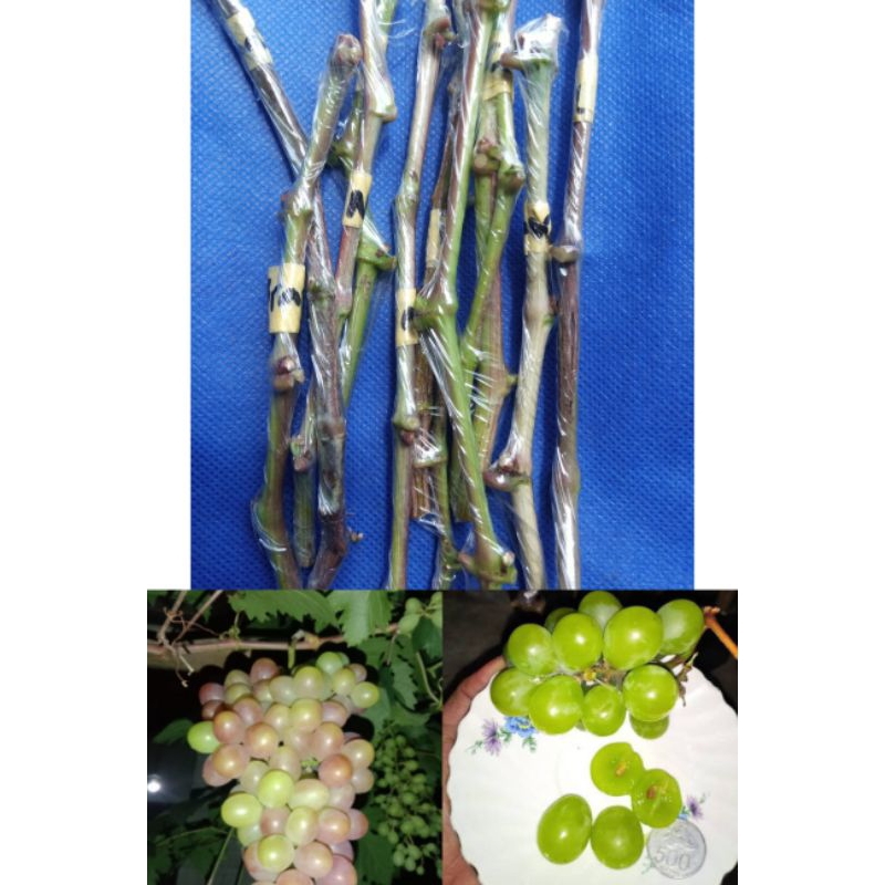 PAKET ENTRES ANGGUR IMPORT VARIAN MUDAH BERBUAH