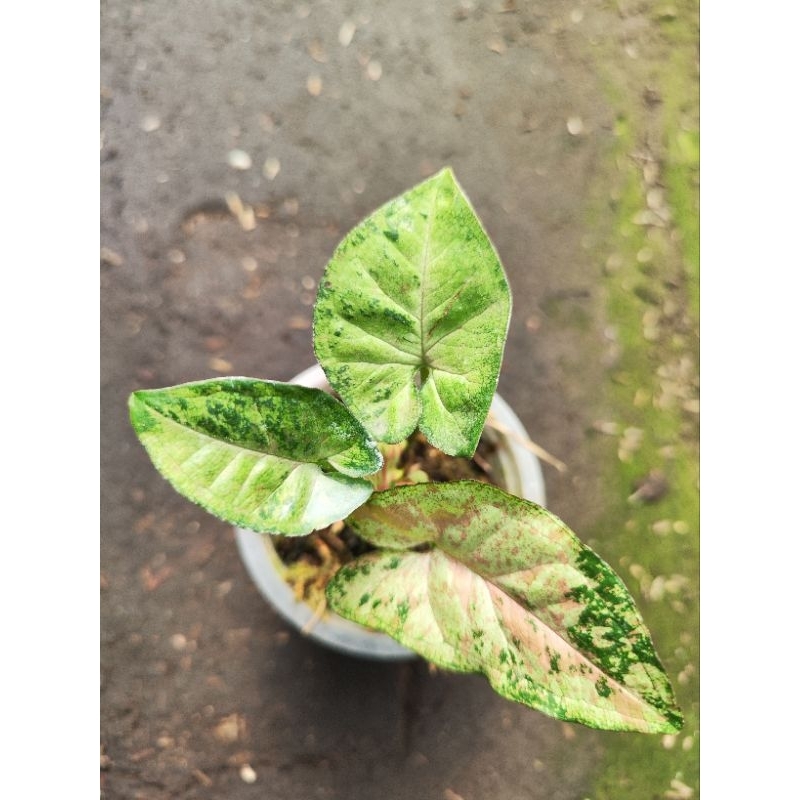 syngonium confetti tricolor ORI