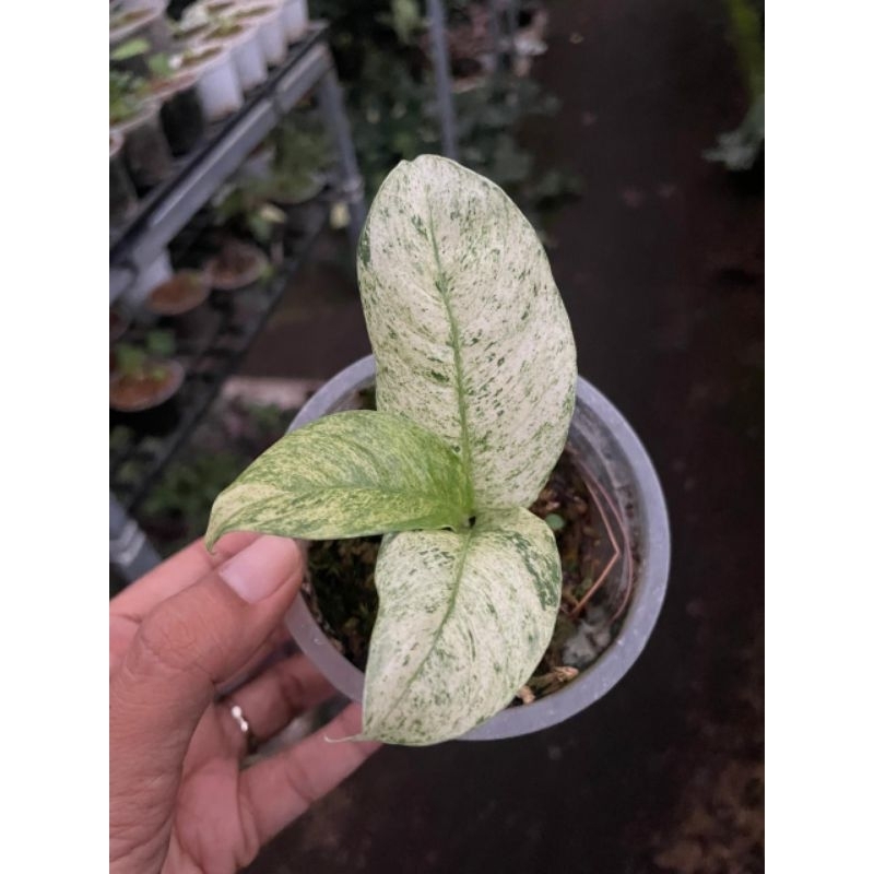 Rhapidopora puberula Variegata