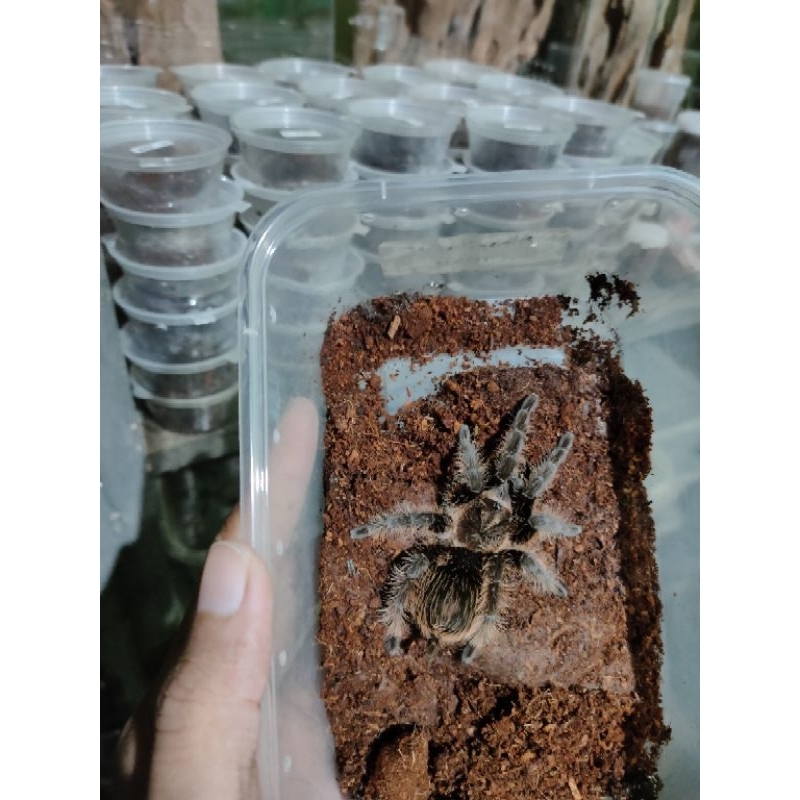Brachypelma albopilosum male juve (pakan ikan / burung/ reptile/ tarantula.