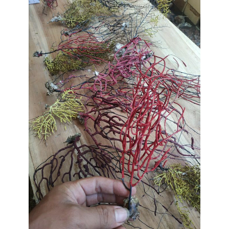 akarbahar asli temuan hanyut ombak laut