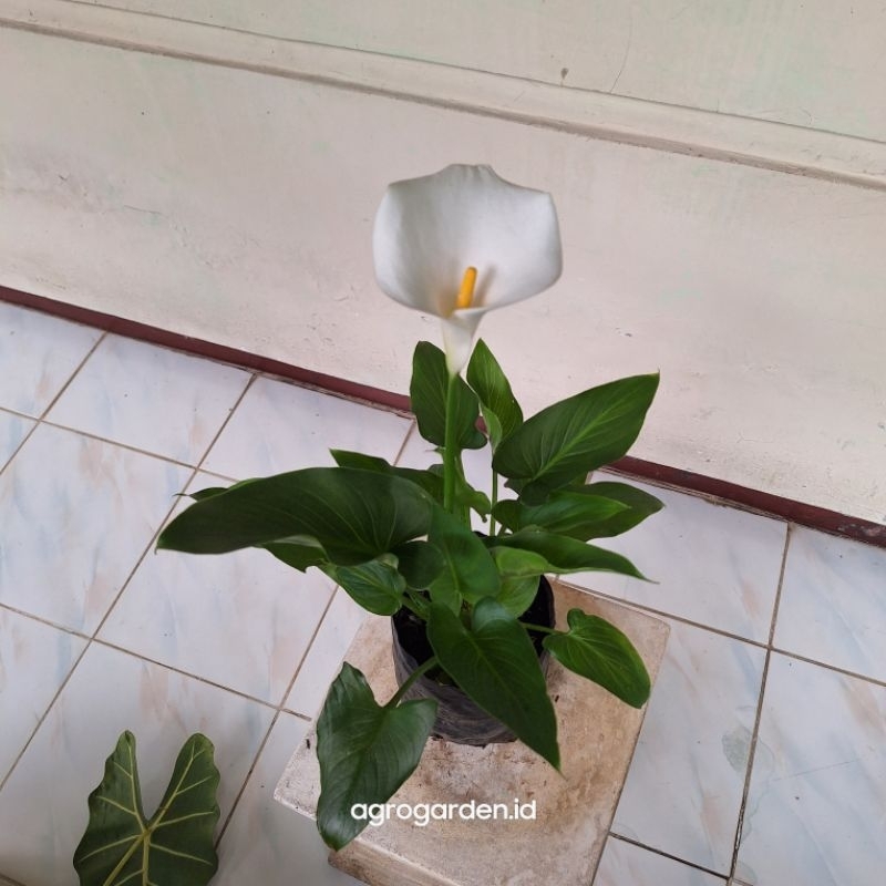 Tanaman Hias Calla lily - tanaman Hias calla lily kondisi rimbun - Bunga calla lily