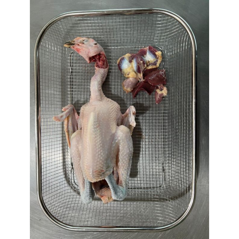 

Ayam Kampung Organik