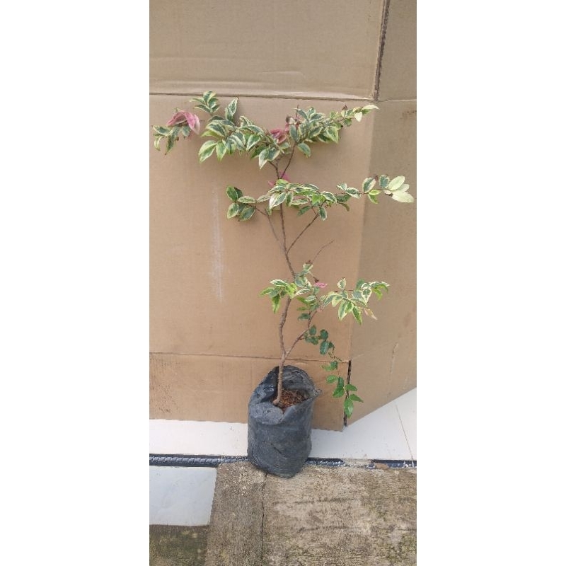 Bibit anggur brazil varigata, hasil sambung susu.