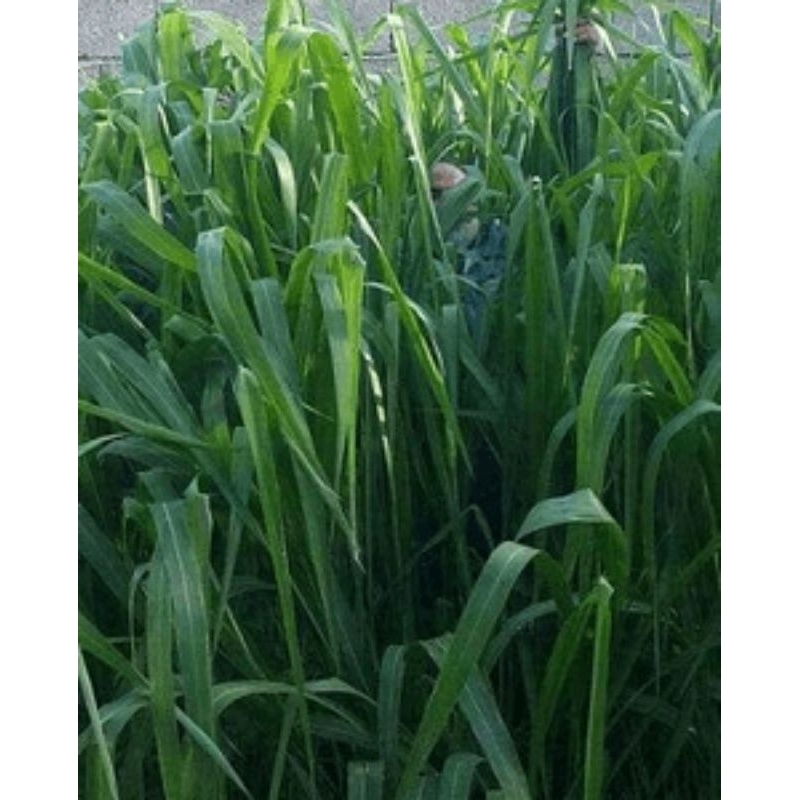 bibit rumput mombaca pakan ternak