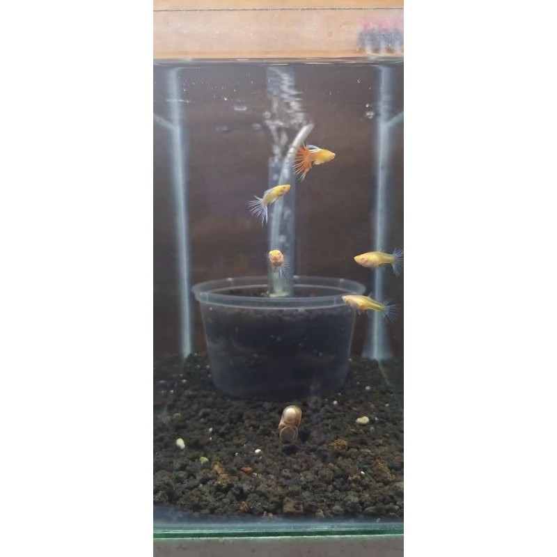 Packing box GUPPY ALBINO SKY BLUE/RED CROWN TAIL LANGKA