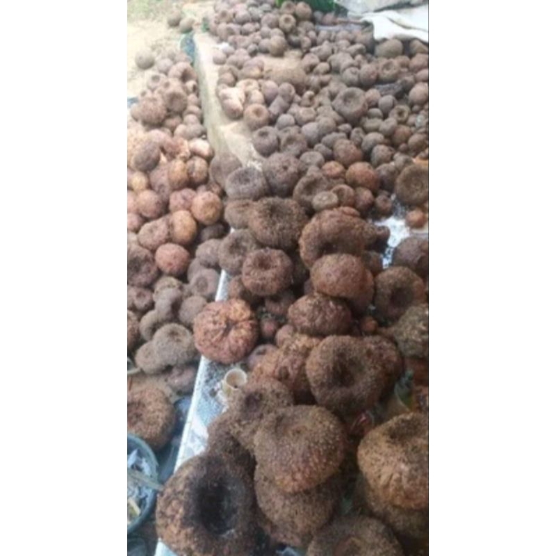 

umbi porang umbi iles per 1kg