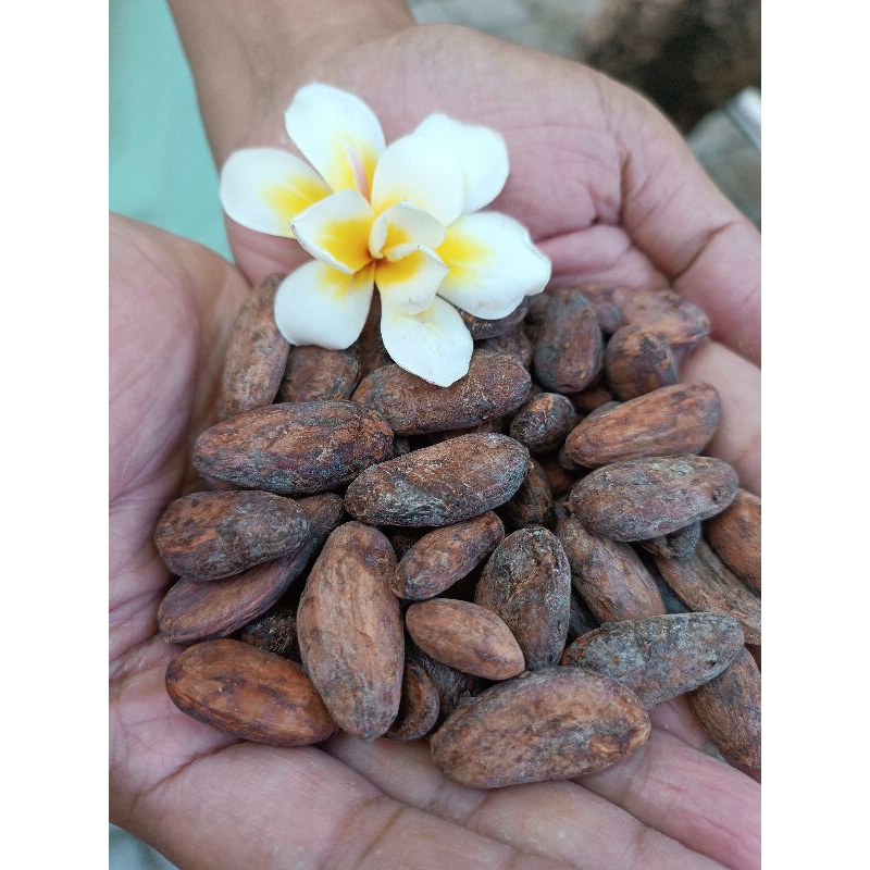 Indonesia Premium Cacao Fermented Roasting Cacao Beans / Biji Kakao Fermentasi Sangrai