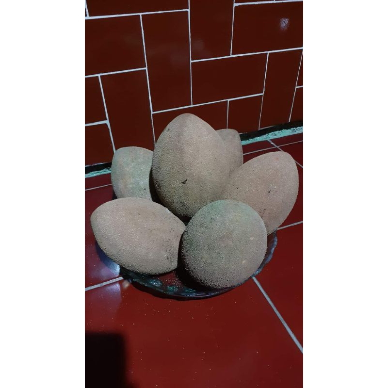 mamey sapote lorito  (sambung pucuk )