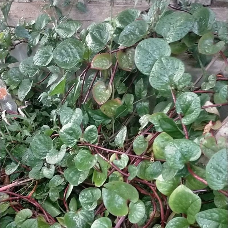 

Daun binahong segar 250 gr