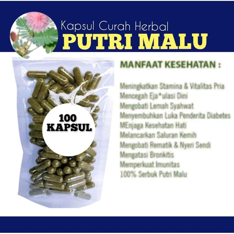 DAUN PUTRI MALU 100 kapsul Curah Herbal