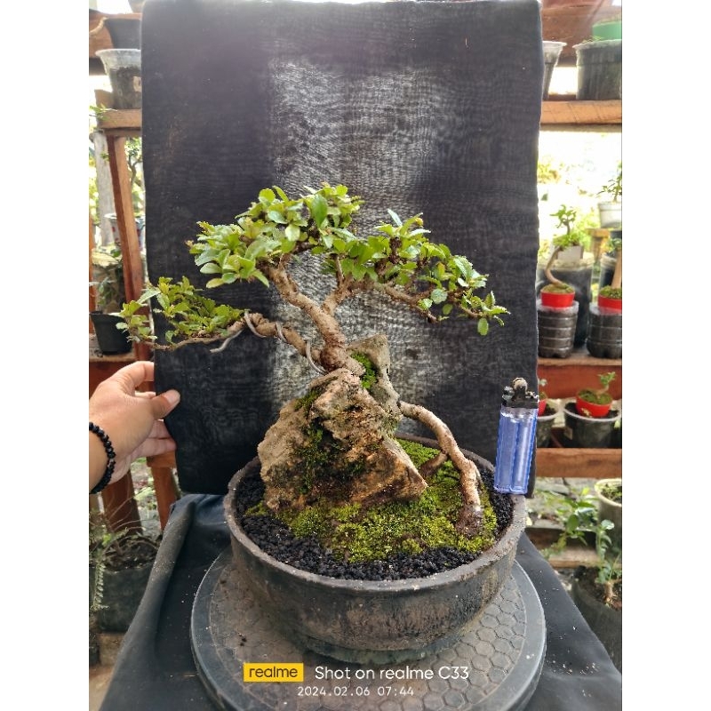 Bonsai Hokiantea lokal (buah)