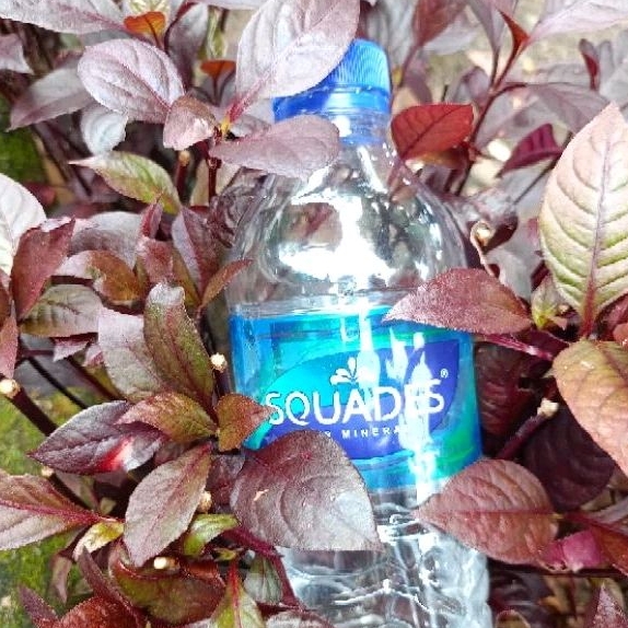 SQUADES air mineral