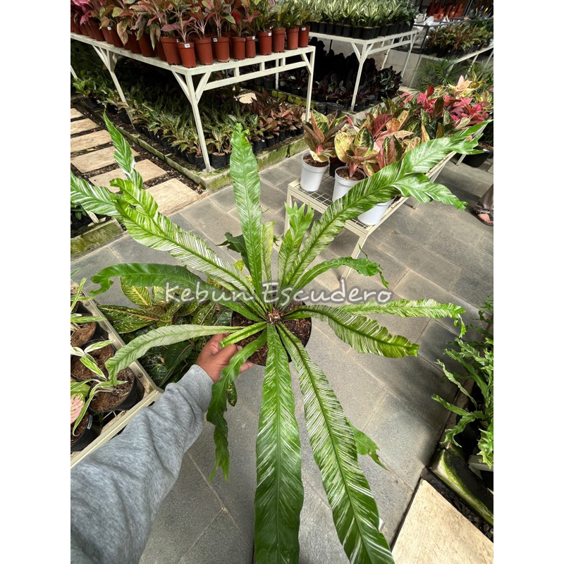 Tanaman Hias Kadaka Varigata | Kadaka Hias